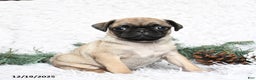 Pug dogs for sale: Pepper - Ad 1