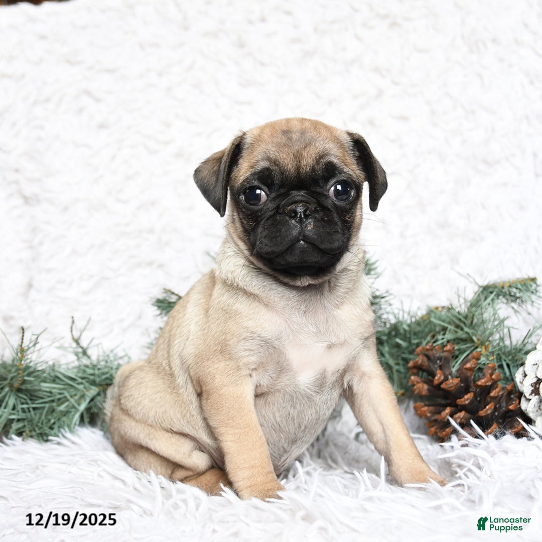 Pug dogs for sale: Pepper - Ad 1