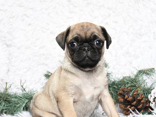 Pug dogs Pepper - Ad 40