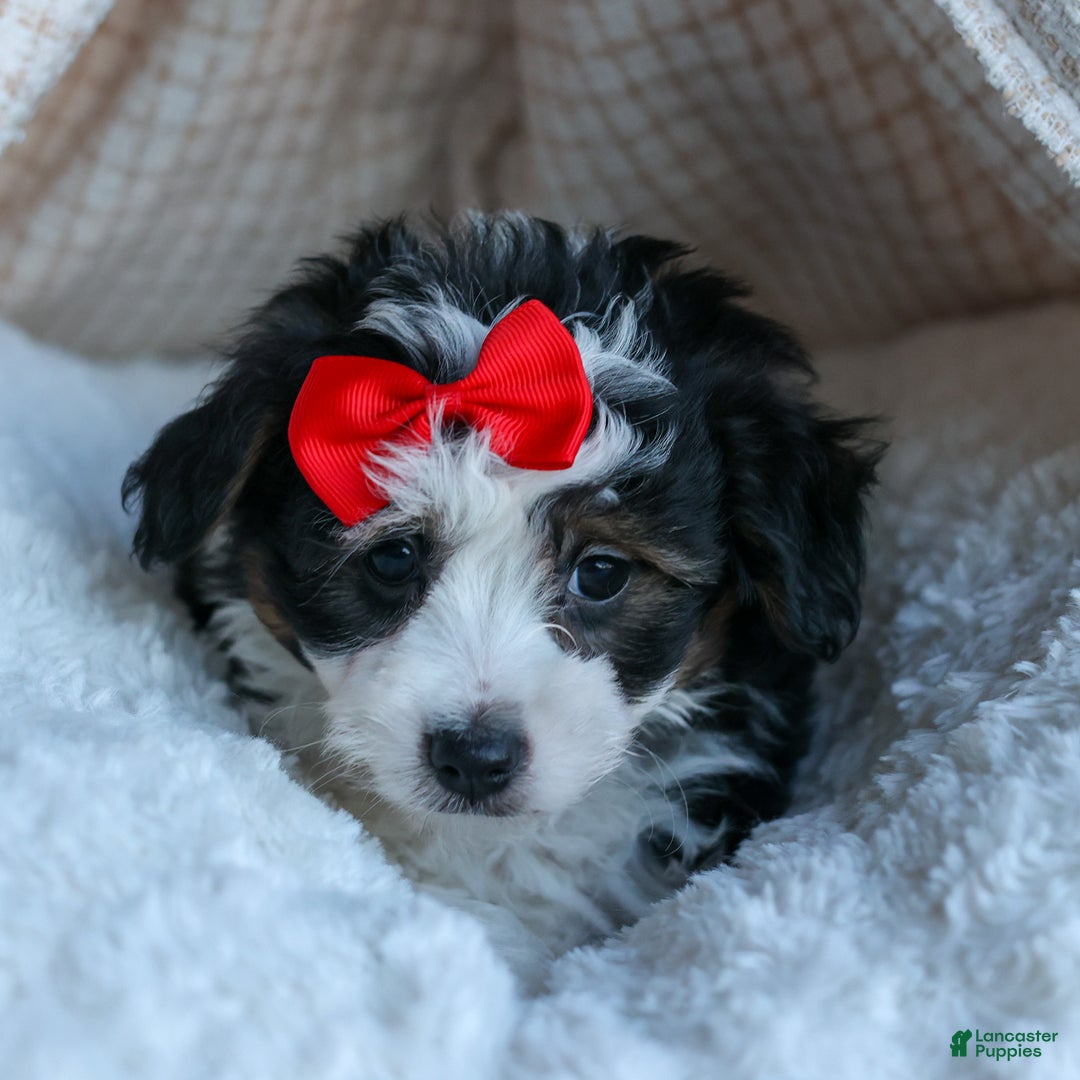 Mini Aussiedoodle dogs for sale: LEE - Ad 14