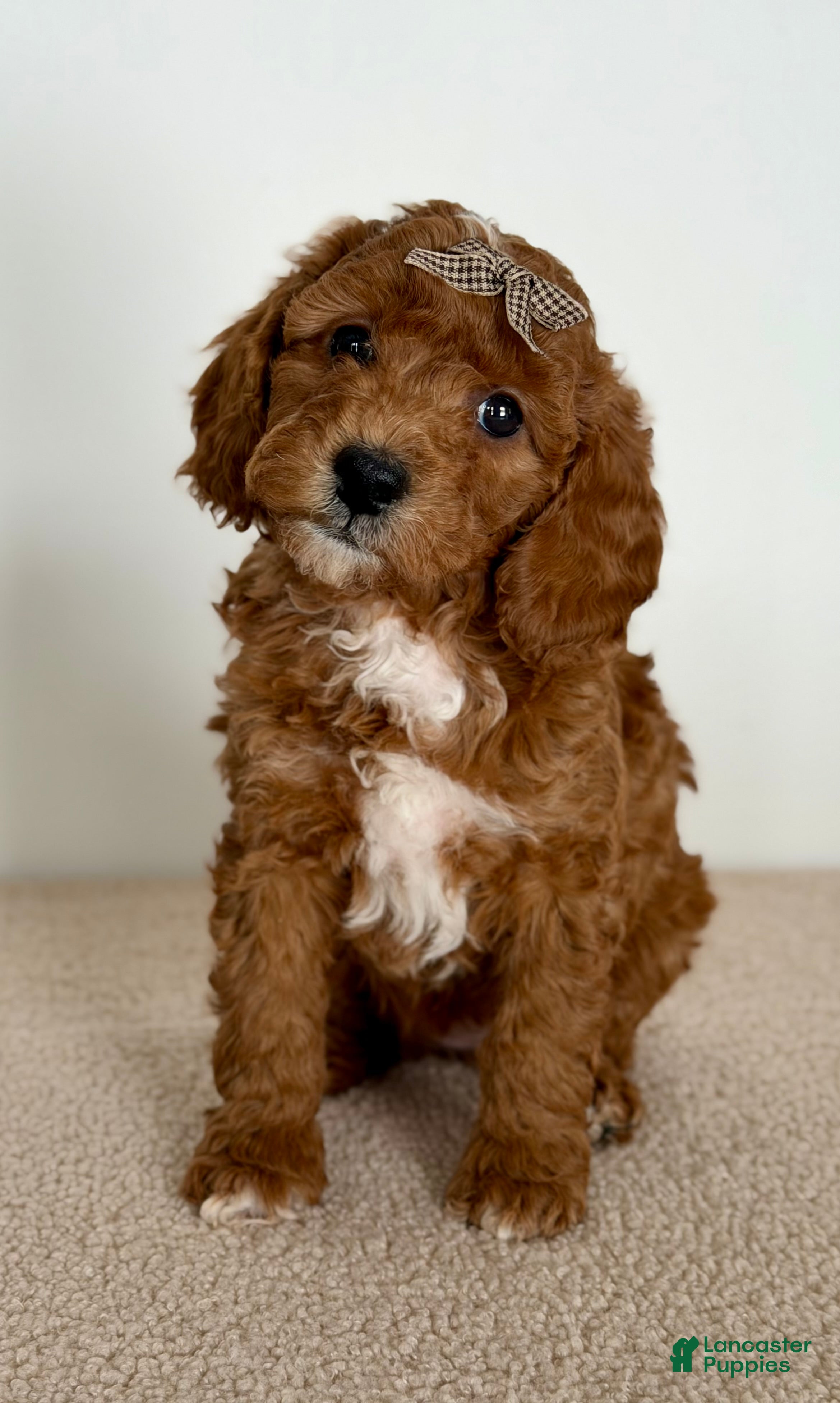 Mini Goldendoodle dogs Sprinkle-petite  - Ad 24