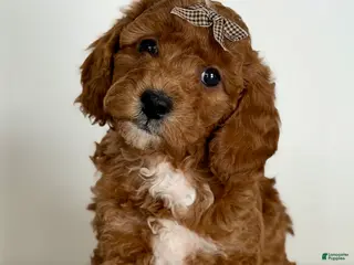 Mini Goldendoodle dogs Sprinkle-petite - Ad 24