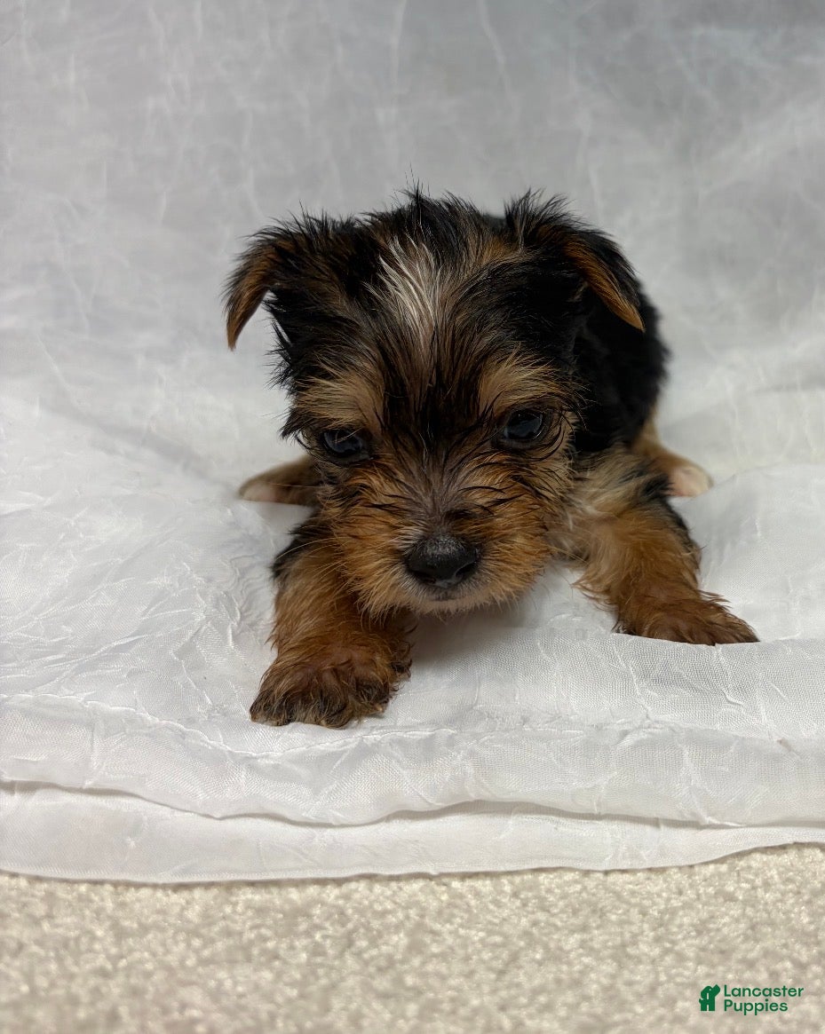 Yorkshire Terrier dogs Yorkshire Terrier 1 - Ad 1
