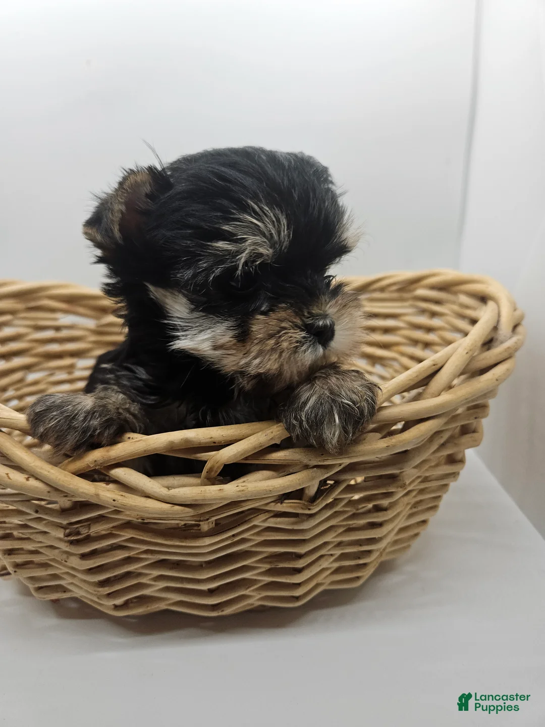 Yorkshire Terrier dogs for sale: Bailey (tcup size) - Ad 1