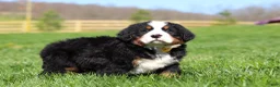 Bernese Mountain Dog dogs for sale: Jake - Ad 3