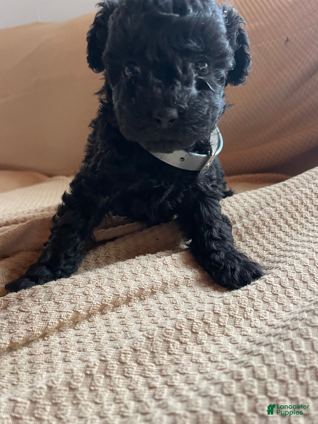Toy Poodle dogs for sale: Raven - Ad 1