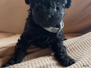 Toy Poodle dogs Raven - Ad 18