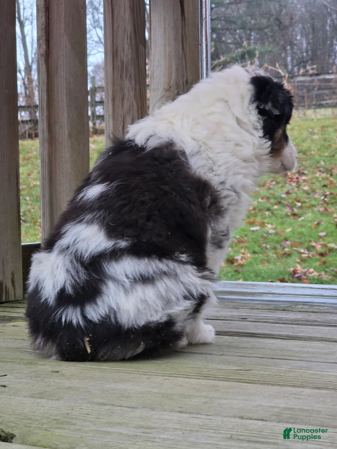 Australian Shepherd dogs for sale: Zoey - Ad 2