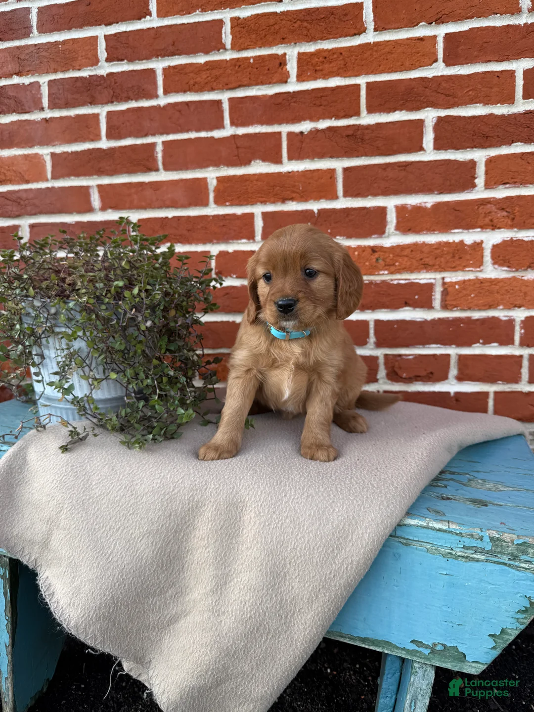 Miniature Golden Retriever dogs for sale: Miniature Golden Retriever Puppy 6 - Ad 7