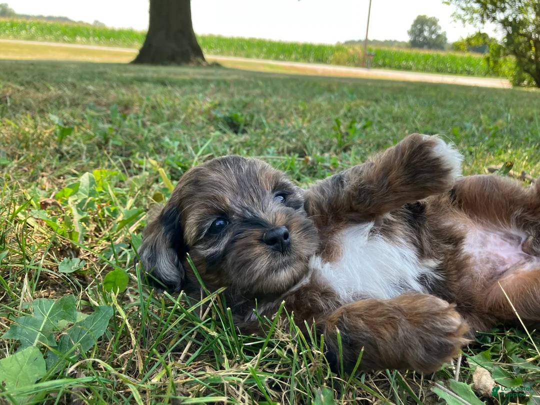 Shihpoo dogs for sale: May - Ad 1
