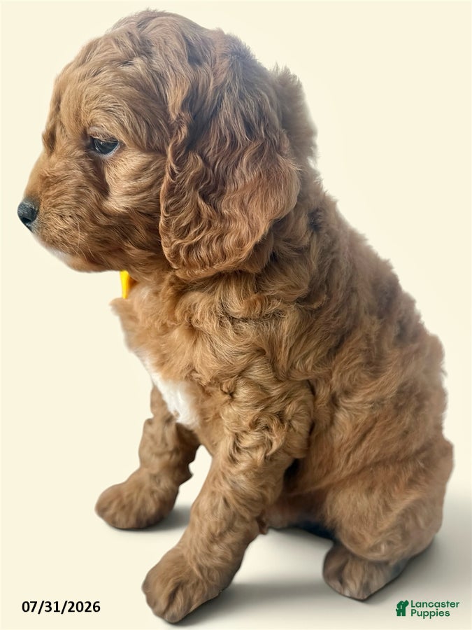 Mini Goldendoodle dogs Carter - Ad 19