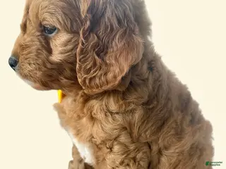 Mini Goldendoodle dogs Carter - Ad 42