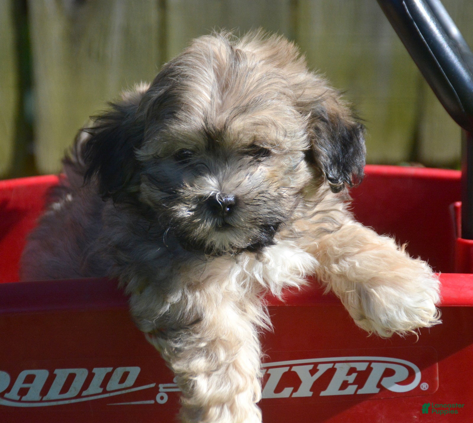 Shihpoo dogs for sale: Sam Shihpoo 1 - Ad 1