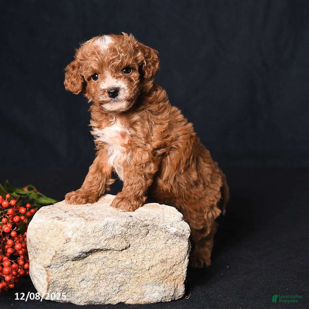 Toy Poodle dogs for sale: Tiny Easton - Ad 4