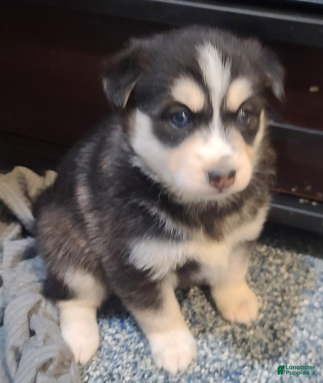 Pomsky dogs for sale: Roxy - Ad 6