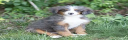 Bernedoodle dogs for sale: Shadow - Ad 3