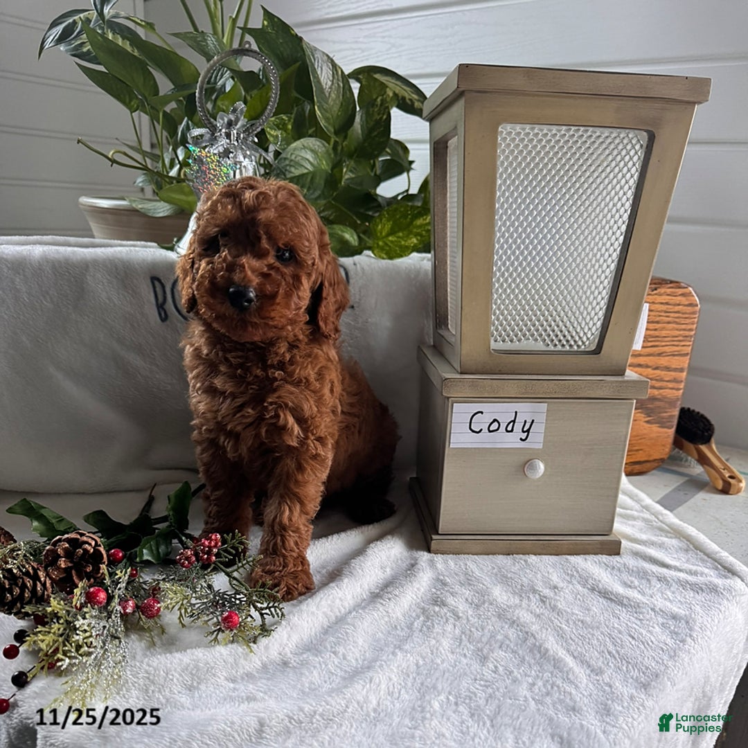 Miniature Poodle dogs for sale: Cody - Ad 2