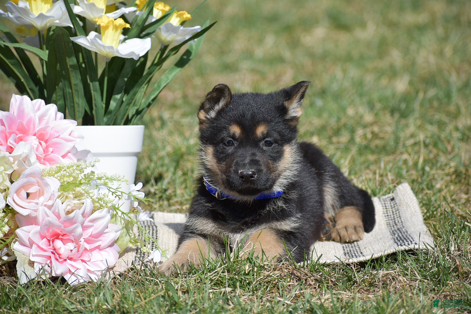 German Shepherd dogs Ekisha - Ad 2