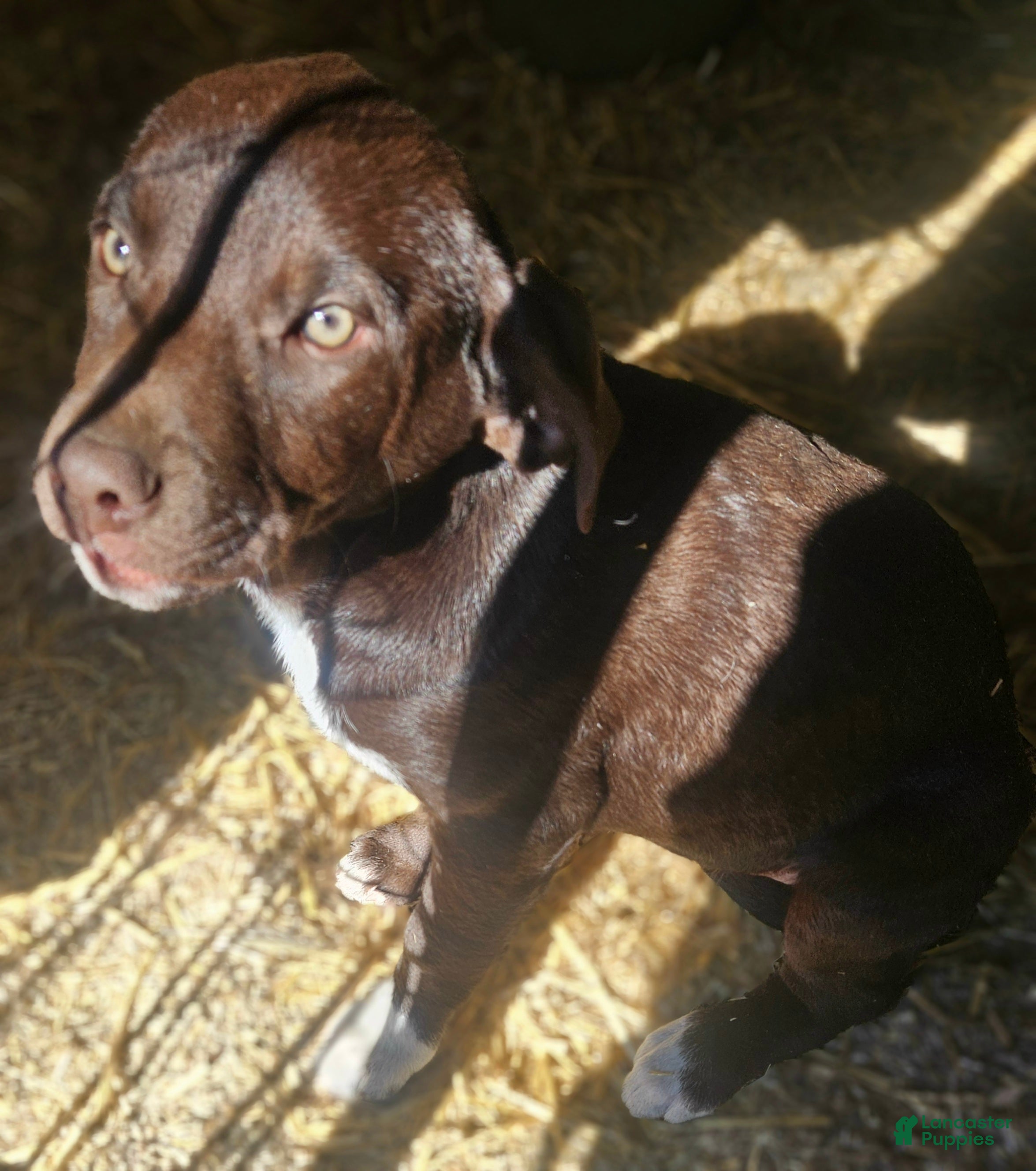 Border Collie dogs Cierra - Ad 14