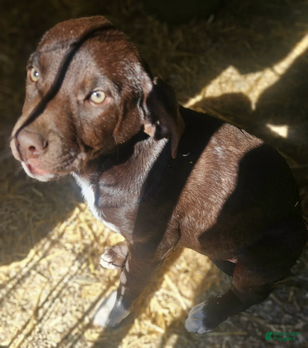 Border Collie dogs for sale: Cierra - Ad 1