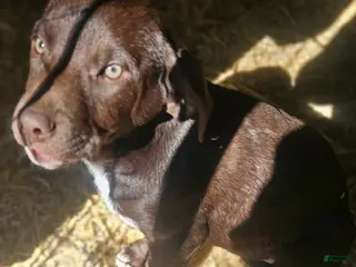 Border Collie dogs Cierra - Ad 14