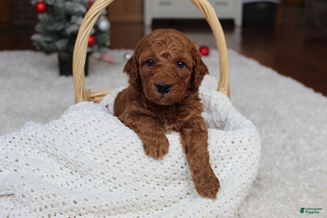 Cavapoochon dogs for sale: Milo - Ad 1