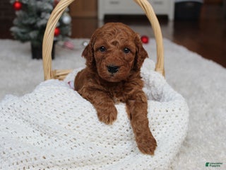 Cavapoochon dogs Milo - Ad 1