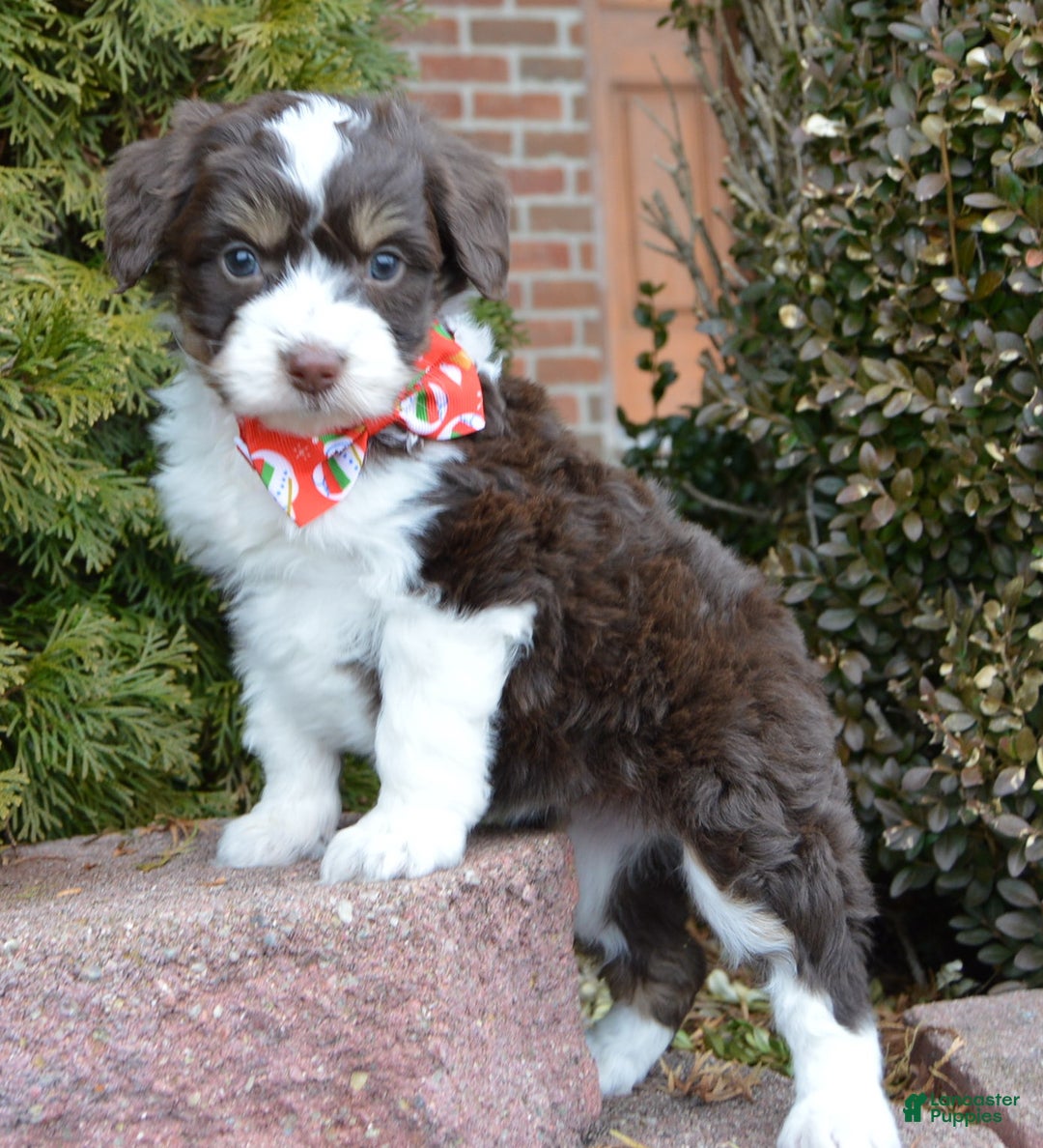 Mini Aussiedoodle dogs for sale: Toy Autumn - Ad 1