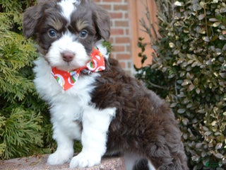 Mini Aussiedoodle dogs Toy Autumn - Ad 2