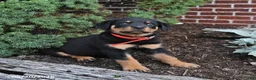 Rottweiler dogs for sale: Boots - Ad 5