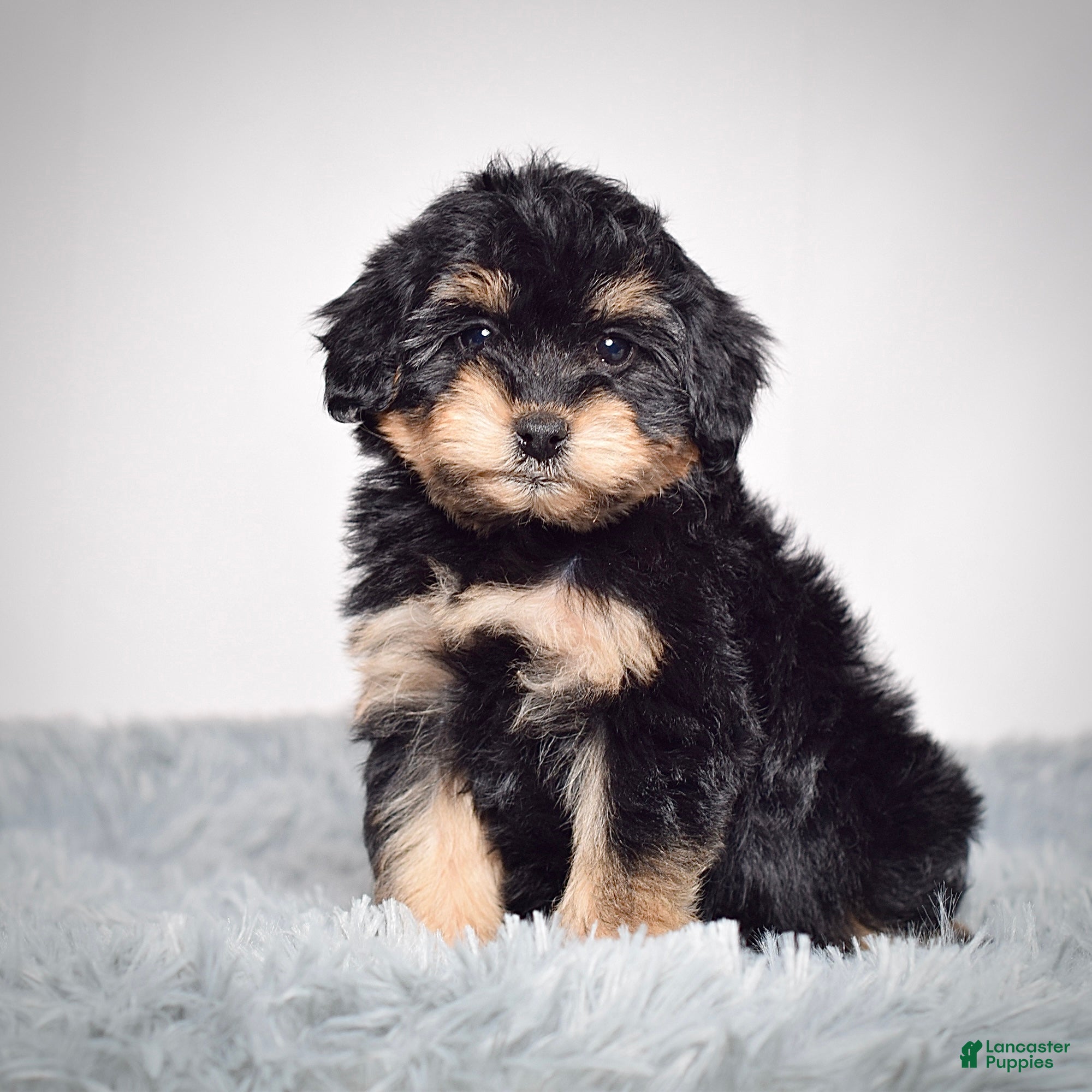 Mini Goldendoodle dogs Ms. Raven - Ad 7