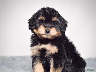 Mini Goldendoodle dogs Ms. Raven - Ad 9