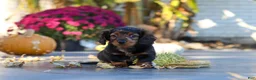 Miniature Dachshund dogs for sale: Frank - Ad 7