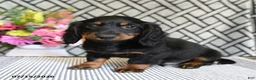 Miniature Dachshund dogs for sale: Tootsie - Ad 4