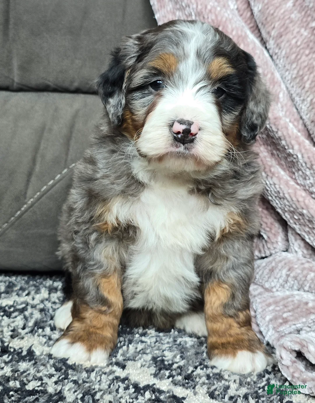 Mini Bernedoodle dogs for sale: Mini Chief - Ad 21