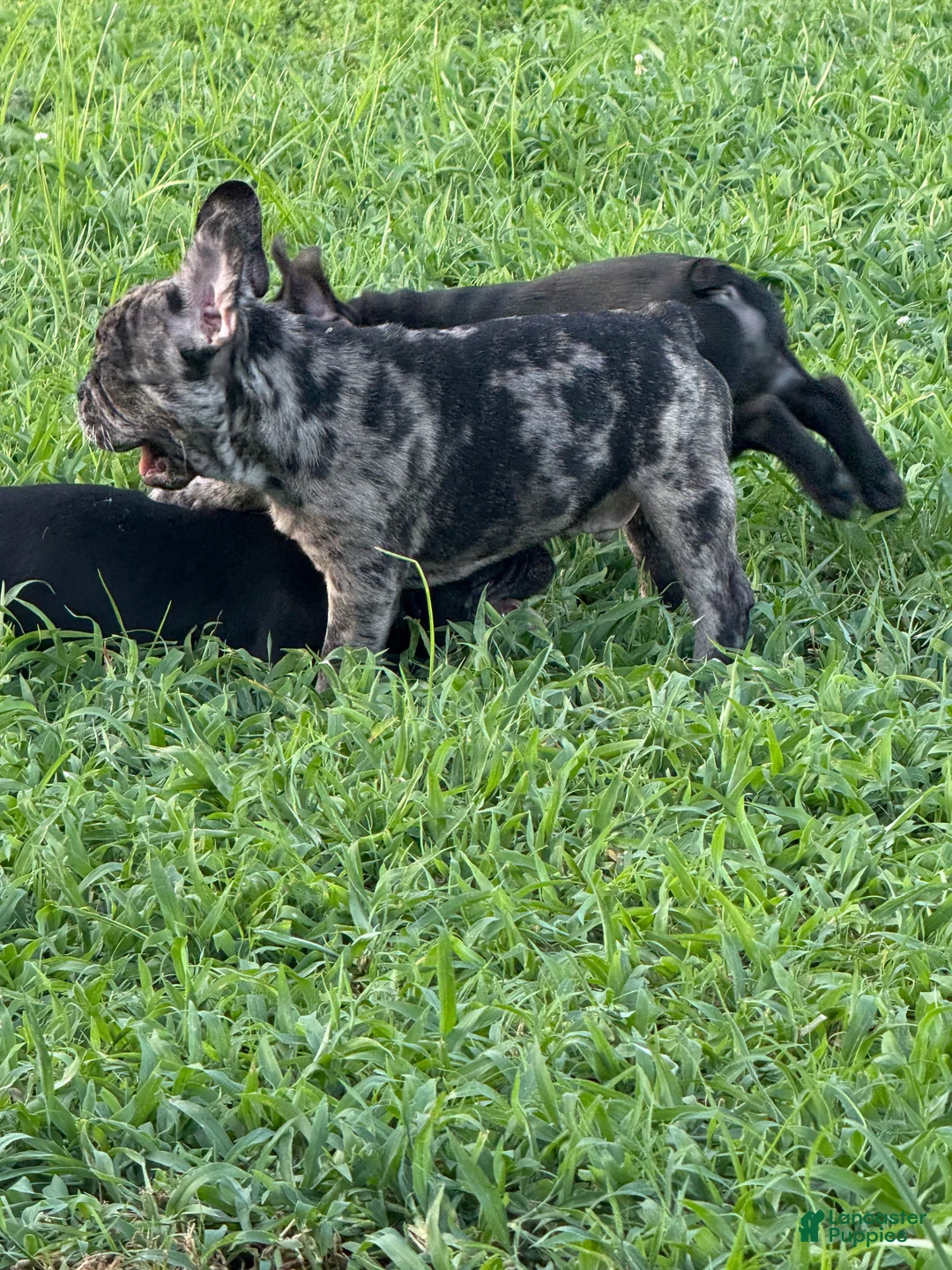 French Bulldog dogs for sale: Blanton - Ad 2