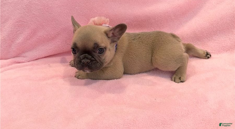 French Bulldog dogs French Bulldog 3 - Ad 13