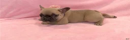 French Bulldog dogs for sale: French Bulldog 3 - Ad 1