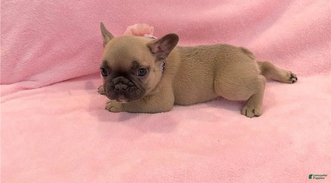 French Bulldog dogs for sale: French Bulldog 3 - Ad 1