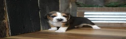 Beagle dogs for sale: Sampson - Ad 6