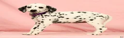 Dalmatian dogs for sale: Tracy - Ad 7