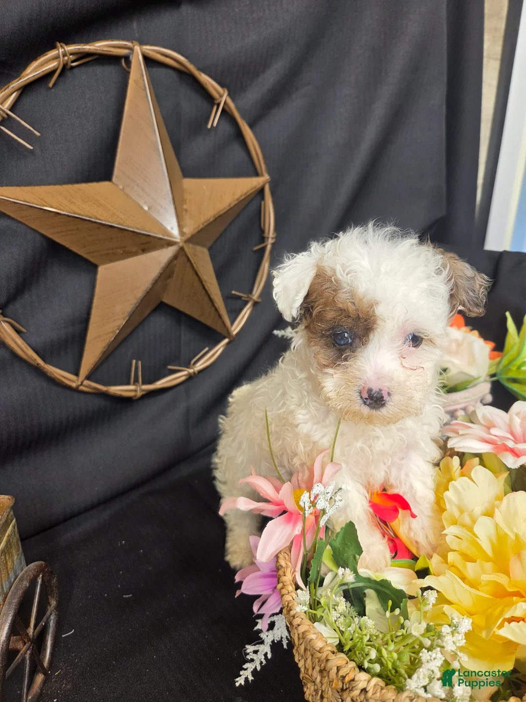 Miniature Poodle dogs for sale: Zoe - Ad 1