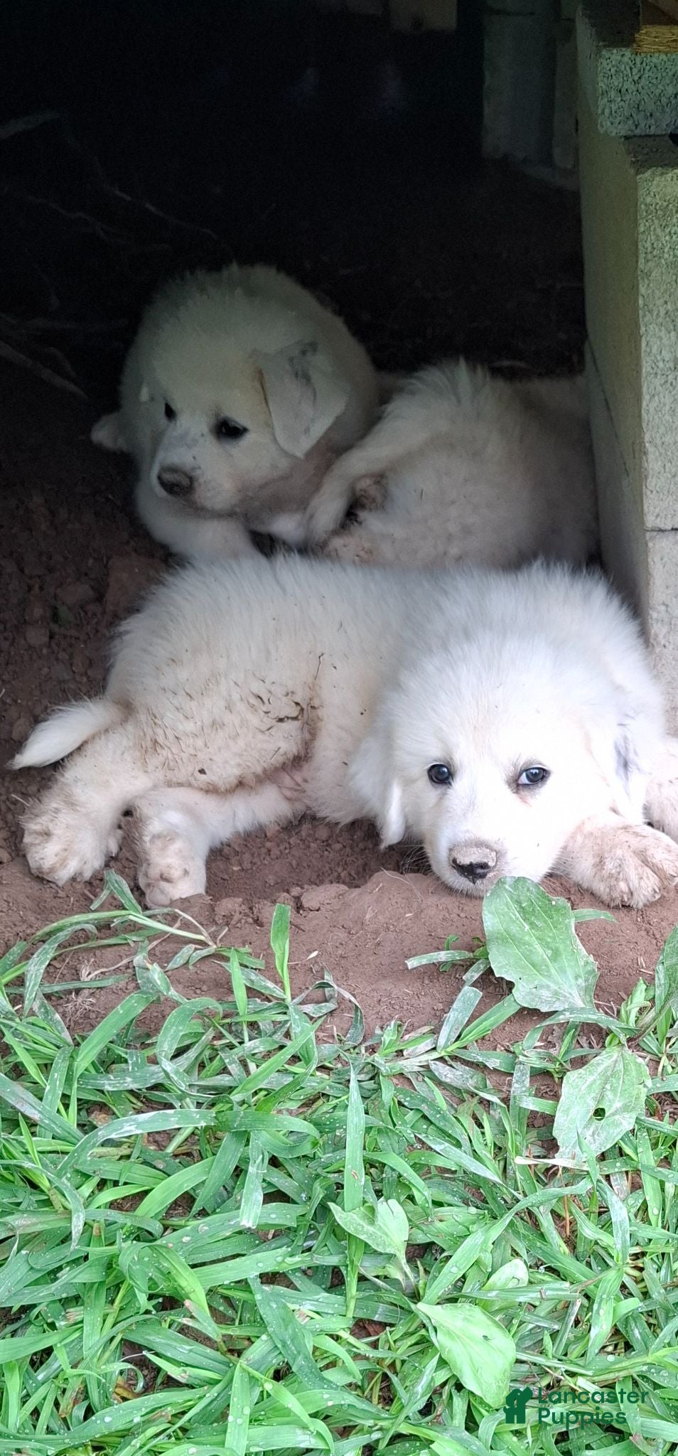 Great Pyrenees dogs Great Pyrenees 5 - Ad 13