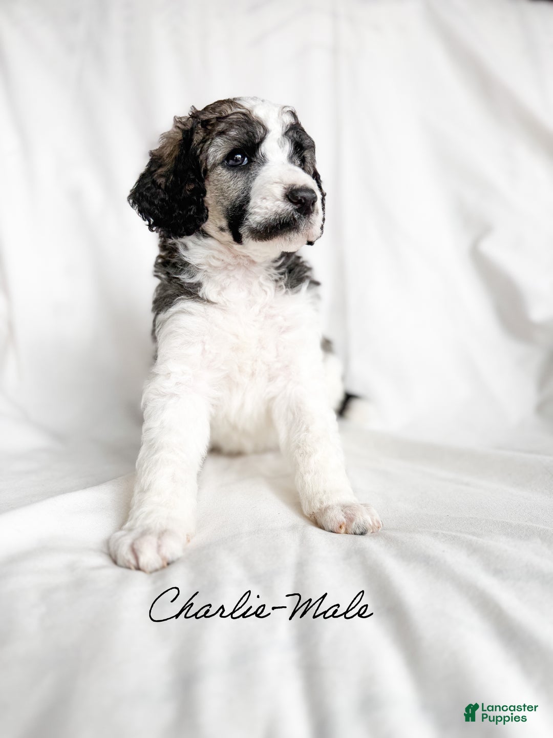Standard Poodle dogs for sale: Charlie AKC - Ad 1