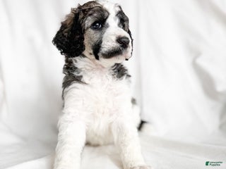 Standard Poodle dogs Charlie AKC - Ad 36