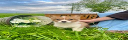 Welsh Corgi Pembroke dogs for sale: Sweet Clover❤️🐾AKC ❤️ - Ad 7
