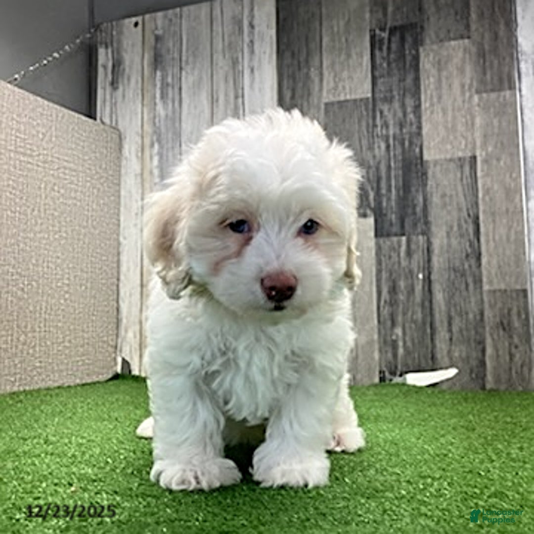 Maltipoo dogs for sale: Megan - Ad 5