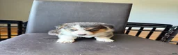 Welsh Corgi Pembroke dogs for sale: Jack - Ad 2