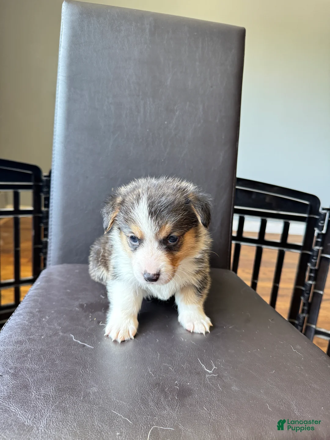 Welsh Corgi Pembroke dogs for sale: Jack - Ad 2