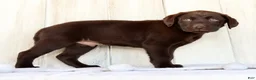 Labrador Retriever dogs for sale: Remy - Ad 8